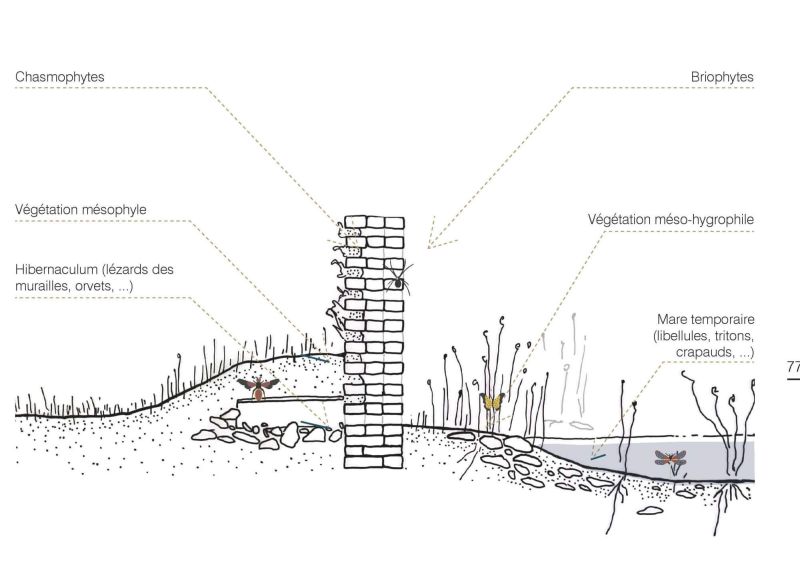 hibernaculum